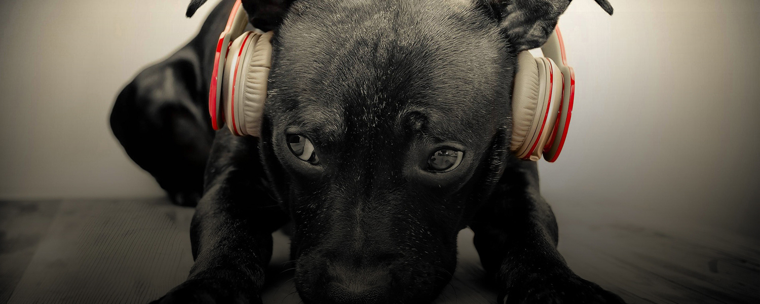 Dog wearing headphones